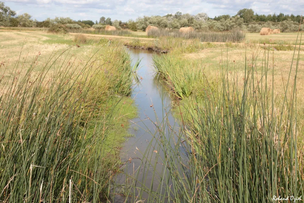 Marais challandais proche du camping Natura