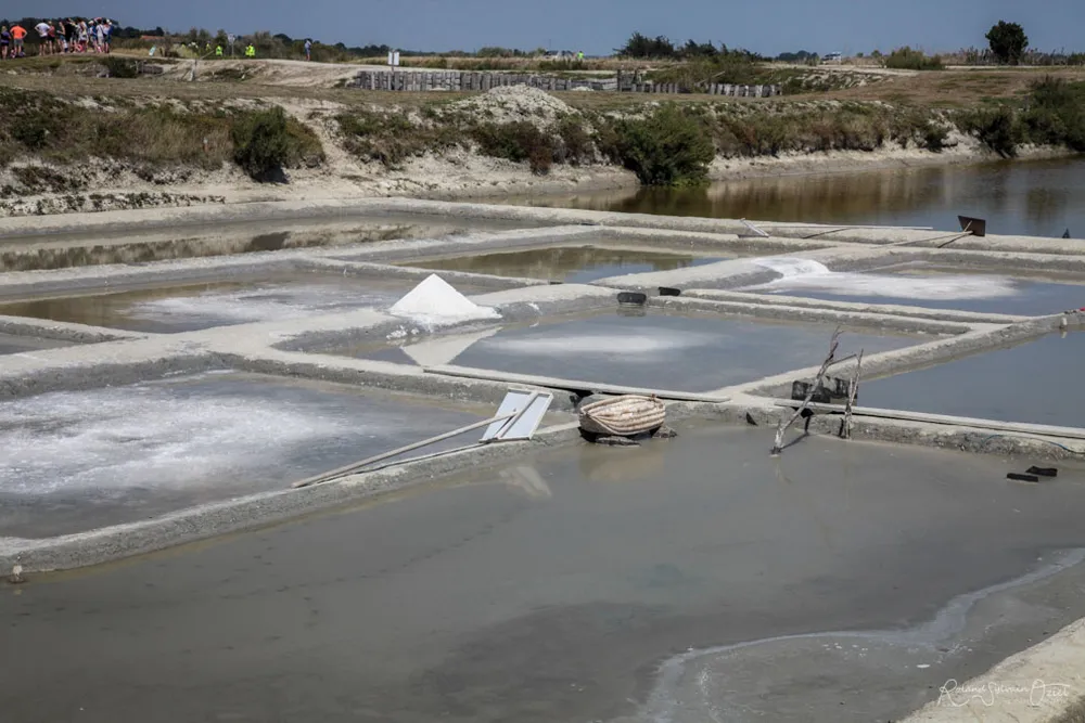 Sortie pédagogique en famille dans les marais salants, une expérience nature inoubliable proche du camping Natura Villages.
