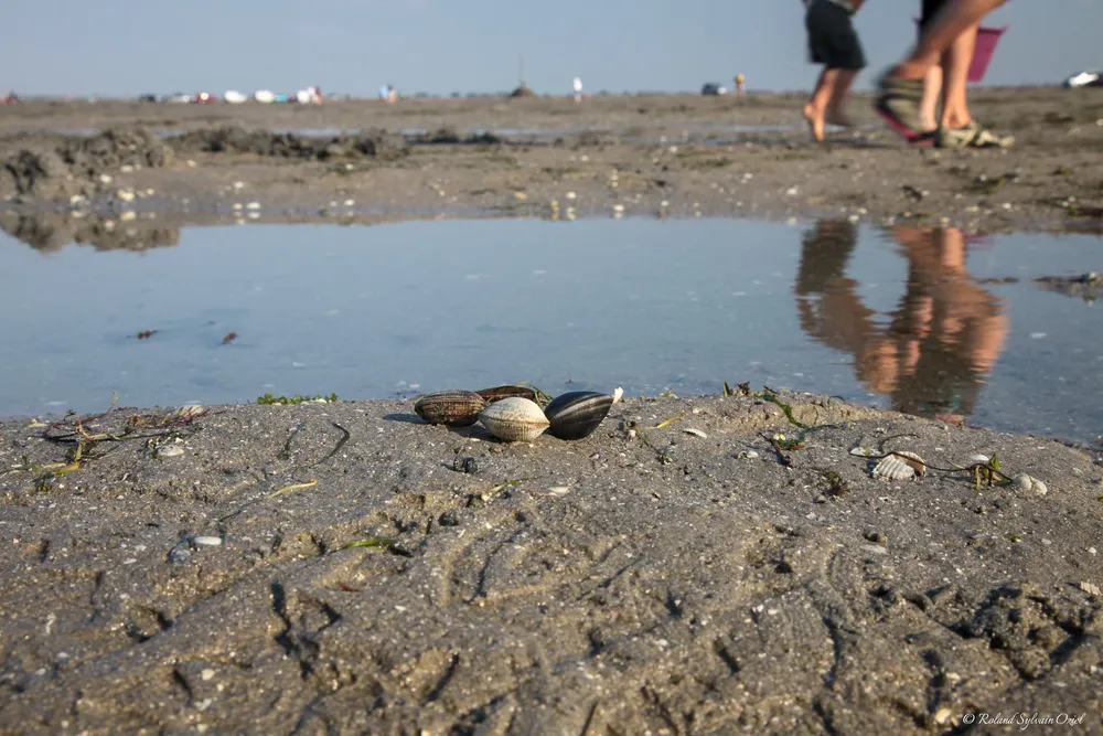 Pêche à pieds en Pays de la Loire