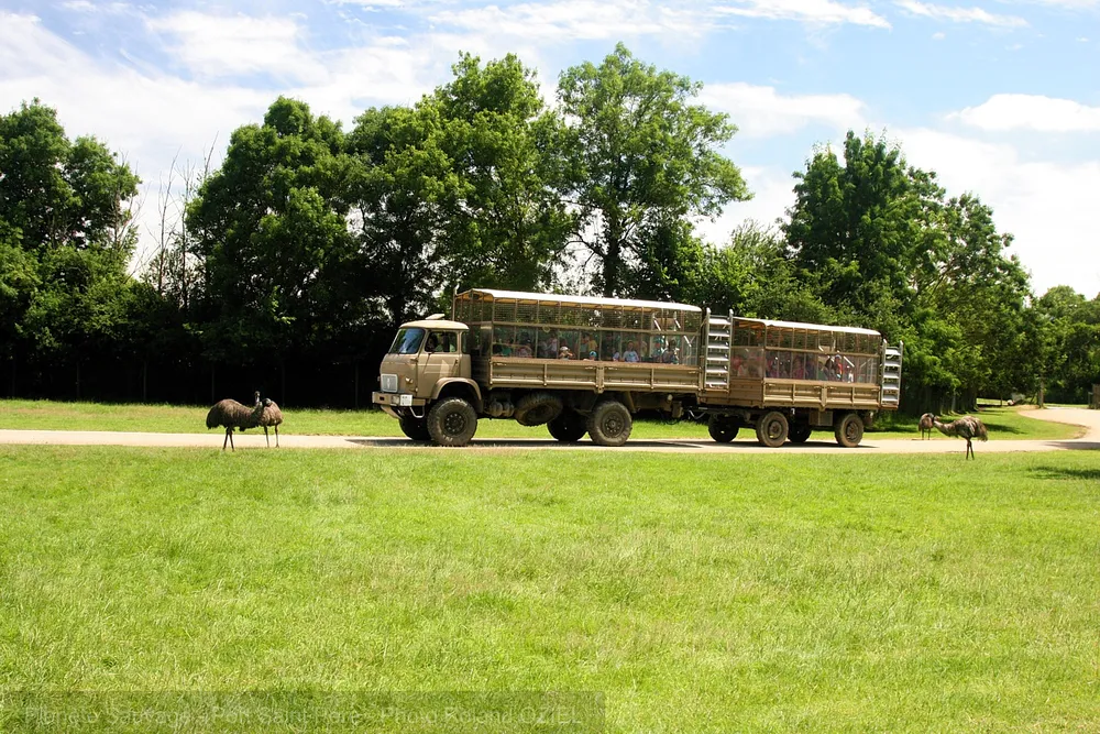 safari animalier proche du camping