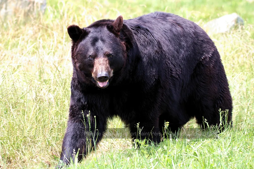 ours à planète sauvage