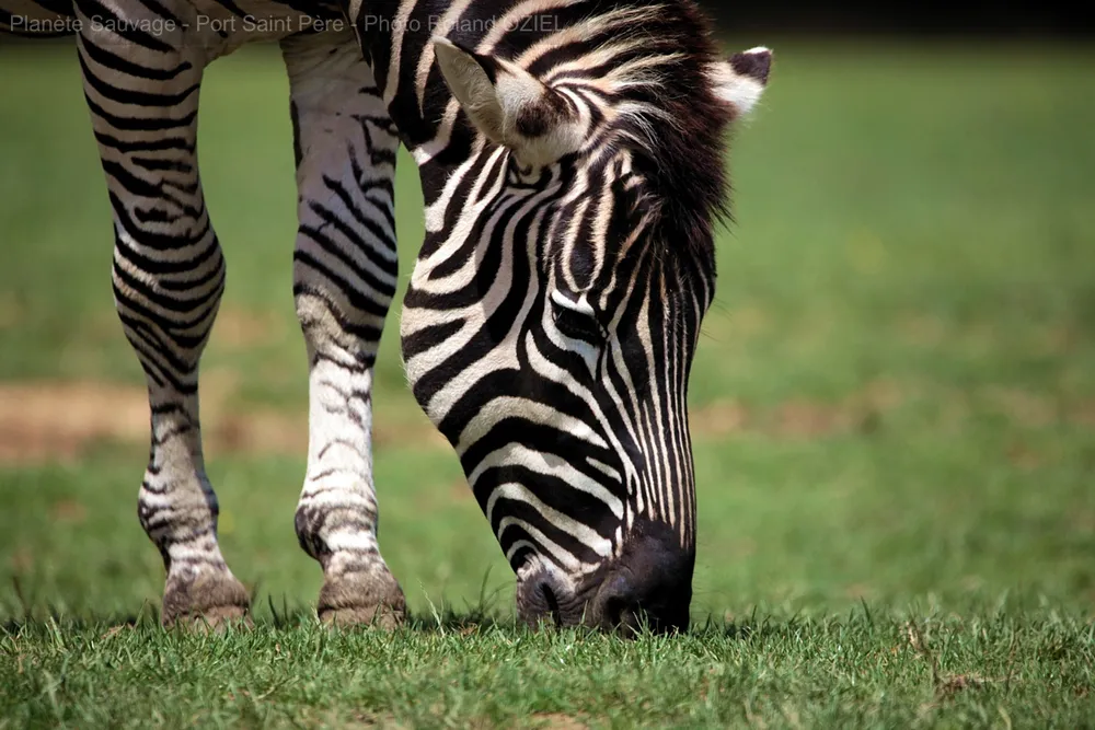 zèbres parc planète sauvage