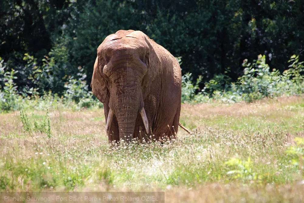 éléphants safari planète sauvage